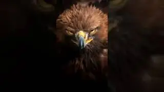 les 3 oiseaux les plus dangereux de la plan&egrave;te.