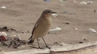 Wheatear (Oenanthe oenanthe)