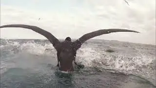Albatrosses, Petrels & Skuas &mdash; The Other Stars of the Sardine Run South Africa with Animal Ocean