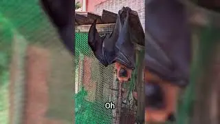Sejseli 🇸🇨 Seychelles, Flying Fox