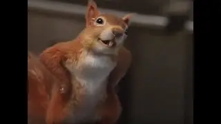 Dr Dolittle But Only the Squirrel
