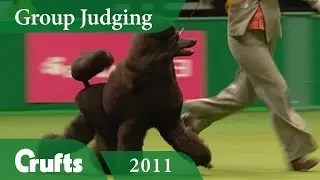 Standard Poodle wins Utility Group Judging at Crufts 2011 | Crufts Dog Show