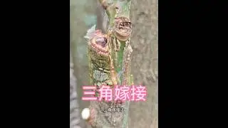 I'll teach you a triangular grafting method with a very high survival rate. Feel free to try it i...