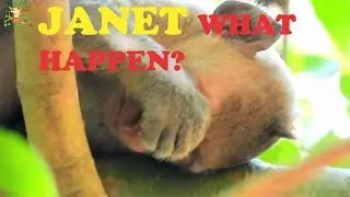 EVEN JANET STAY ON TREE SLEEP NO TAKE CARE BY MOM JANE , JANET TIRED & SLEEP WELL |