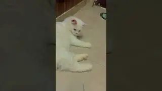 My cute and active cat simba ❤️ #love #cat #cute #simmba