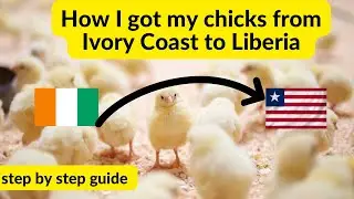 How to import your day old chicks from Ivory Coast to Liberia | step by step guide & company info