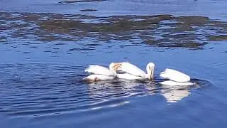 Ding Darling White Pelicans