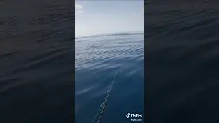 GT STRIKE ON POPPING!