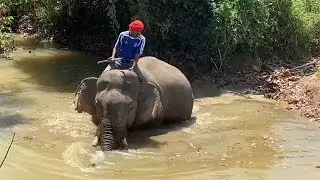 Mahout Takes Elephant For Bath