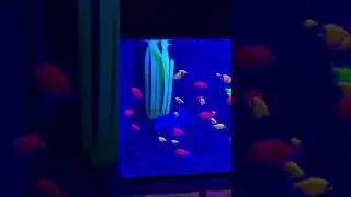 Glowing fish!#like #shorts #subscribe #glowingfish