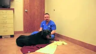 How to Introduce a New Puppy to Your Dog