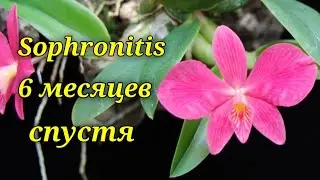 Sophronitis 6 месяцев спустя.