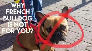 5 Reasons NOT TO GET A FRENCH BULLDOG - REAL ONES!!
