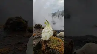Kuini-kākahu &mdash; a NZ flower mantis that blooms like a queen&rsquo;s gown in drifting steam.
