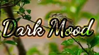 15 min meditation sounds, little bird, relaxing sleep music, Dark mood