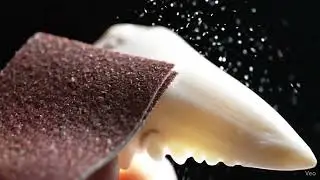The satisfying sound and visual of sanding a large, serrated tooth. 🔊