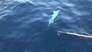 Outer Limits Charters BIG Bluefin Tuna August 2018