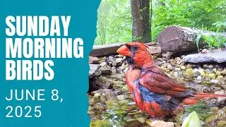 Sunday Morning Birds - June 8, 2025