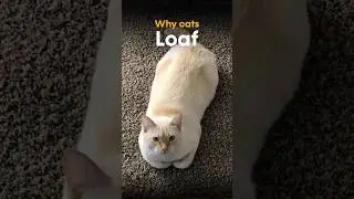 Why Cats Turn Into Bread Loaves 🍞😺