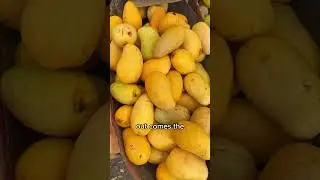 Guide to Hawaiian Fruit Seasons