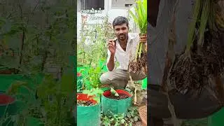 💥 வீட்ல Garden வெச்சுட்டு Pongal harvest பண்ணலணா எப்படி 🫒 கரும்பு மஞ்சள் பூ #shorts #garden #tamil