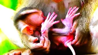 Milk Time Happiness for Tiny Newborn Monkeys