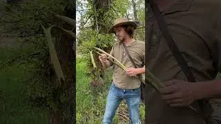How to use willow bark for survival #survival #bushcraft #primitive #primitivetechnology #willow