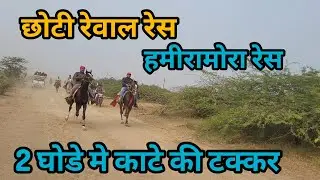 छोटी रेवाल रेस  हमीरामोरा कच्छ  || CHOTI REWAL RACE HAMIRAMORA  #horseracing #racehorse