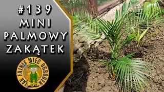 #139 Palmy: Areka, Daktylowiec, Waszyngtonia, Trachycarpus - jak zrobiłem mój mini palmowy zakątek?