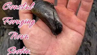Coastal foraging on a very cold day 🥶 | Nova Scotia foraging