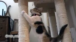 Rescued Calico Kitten with First Scratching Post