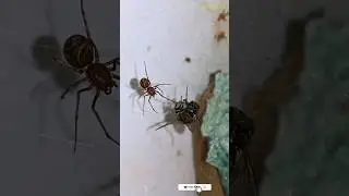 Filhote de aranha VS mosca #shorts #animal #aranha #vs #mosca #spider #fly