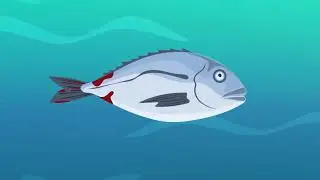 Managing Microbiological and Chemical Contamination in Aquaculture