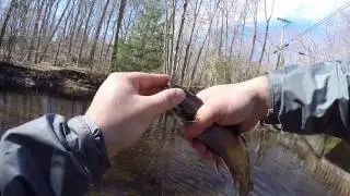 Creek Trout Fishing 2017