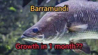 the growth of Barramundi@Asian sea bass