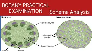 BOTANY PRACTICAL EXAMINATION . QUESTION AND SCHEME ANALYSIS