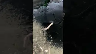 The Craziest Surface Lure for Big Pike? 😱 🐍 3D Snake #SavageGear #fishing  #3DSnake