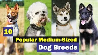 10 Popular Medium-Sized Dog Breeds - Just Waiting to Be Your Friend!