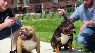 Muscletone Bully's Episode 5 what was the vision of Muscletonebullys