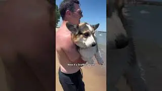 Корги получают уроки плавания на пляже #собаки #корги #питомцы