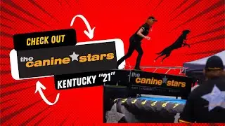 Canine Stars stunt Dog Show