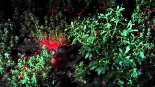 Egied Simons: Burning Bushes, Schiedam, Winterlicht III, 2013, The Netherlands