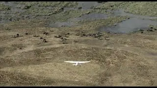 Great Elephant Census