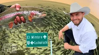 En Carichi, Chihuahua se encuentra uno de los criaderos  de trucha m&aacute;s grandes de Am&eacute;rica