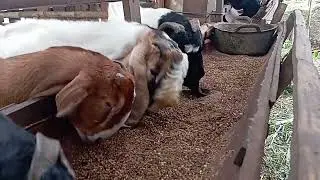 KAMBING JAWARANDU MAKAN KULIT KOPi