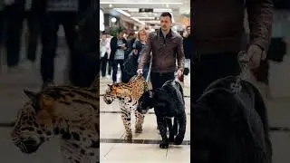 Brave man walking his jaguars in a mall among people. #jaguar#animals #animalshorts