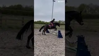 Prince was AMAZING today!! My lower leg is so bad 😭#youtubeshorts #horseenthusiast #horsefan #horse