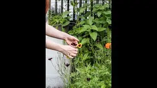 natural dye garden 2022