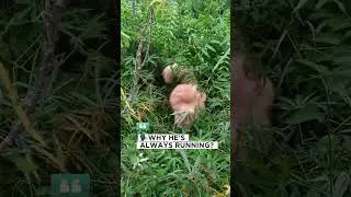 He is not running for food 😆 #cat #kucing #cats #videokucing