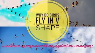 Why do birds fly in V shape | Real reason behind V shaped pattern | Malayalam Vlog | Harish LifeLog